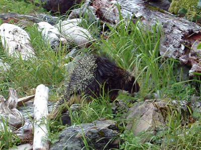 Porcupine