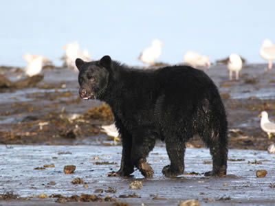 Black Bear on Beach