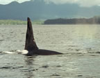 Large Male Killer Whale