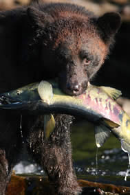 Black Bear eating Chum Salmon