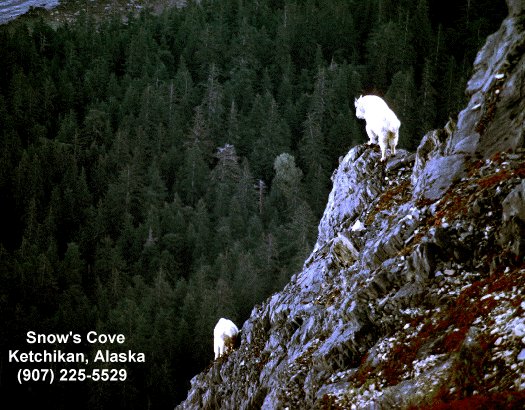 Mountain Goats