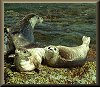 Seals Photo Icon - 4.96 K
